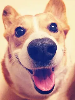 我是柯基，我会卖萌，你会吗？
更多精彩壁纸欢迎关注【尾戒的美美壁纸】；搜索微信号：weijiebizhi #萌#