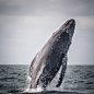 CameraCanon EOS 5D Mark II
Focal Length280mm
Shutter Speed1/2000 secs
Aperturef/4.5
ISO/Film400