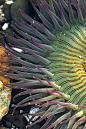 Anemone: 