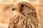 Photograph portrait of Falcon by AHMED AL-AUFI on 500px
CameraCanon EOS 7D
Focal Length87mm
Shutter Speed1/50 secs
Aperturef/5.6
ISO/Film200