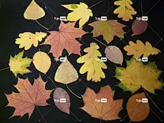 秋叶 按下 手工 按叶 4K壁纸1920X1080 橡木 山毛榉