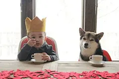 Maru in Michiganissa这个博客的主角原本是柴犬maru，经历了重重关卡才从日本飞到密西根，当成嫁妆陪伴远嫁美国的女主人。但在小主人issa出生之后，主角就从一只柴犬变成一对兄弟了，issa爸妈很认真地纪录他们的成长。