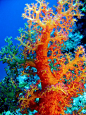 Coral / Red Sea, Egypt~This is when the Geek inside comes out~Mandelbrot's Fractal in 3D!