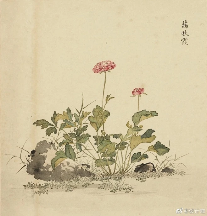 古代的花，究竟有多美 -花瓣网