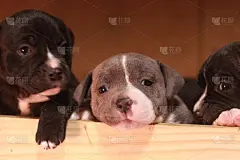 在一个阳光明媚的下午，澳大利亚斯塔福德郡小猎犬在自家的狗窝里休息和玩耍