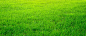 绿色,草坪,草地,绿草,海报banner,质感,纹理图库,png图片,网,图片素材,背景素材,3828699@飞天胖虎