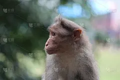孙悟空