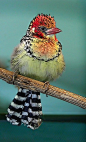 Red and Yellow Barbet Kenya.