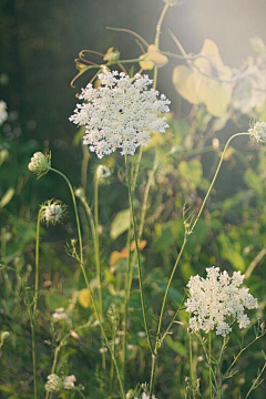 YANHUN手绘板采集到花艺