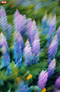 A blurry photo of purple and blue flowers photo – Free Texture Image on Unsplash