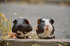 点击来源直接获取大图文件 |two cute guinea pigs adorable american tricolored with swirl on head in park eating grasses