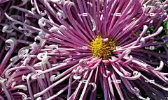 菊花 花壁纸 花朵 秋天 花园 性质 花卉背景 美丽的 谷物