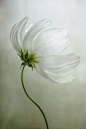 Pinned Image