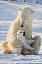 Polar Bear Cub and mom: