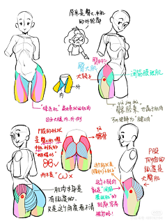 北冥扶风采集到女性人体结构