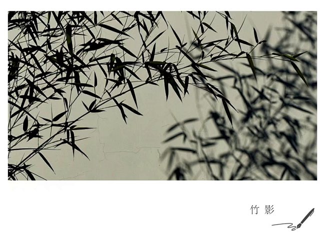 竹影摄影照片