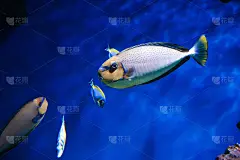 热带色彩丰富的鱼在一个大的玻璃水族馆中游泳