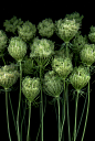 全部尺寸 | 32780 Daucus carota | Flickr - 相片分享！