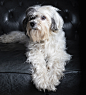 adult white and gray shih tzu