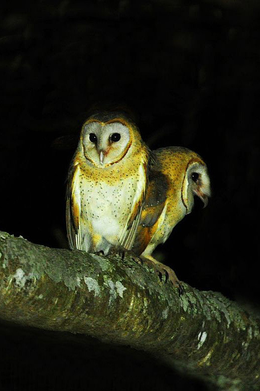 鸮形目草鸮科草鸮属仓鸮