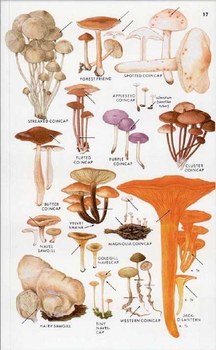 A Field Guide to Mus...