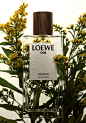 LOEWE WOMAN.jpg