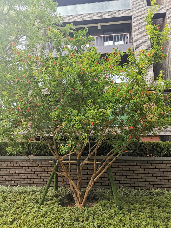 丛生石榴