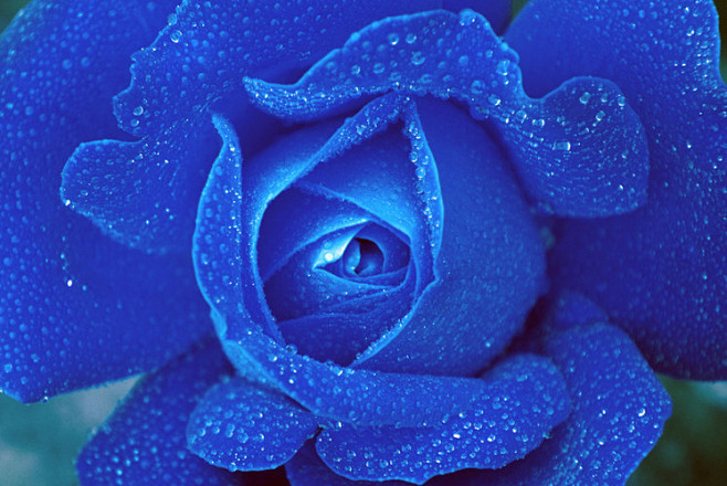 蓝色的花，玫瑰，农业：花艺、自然、花、跳