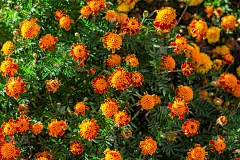 花园里美丽的万寿菊