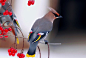 太平鸟（Bombycilla garrulous），一种特征极为突出的鸟。其翼展34-35厘米，体重40-64克，寿命13年。头部、眼纹、翅膀、尾巴的色彩极具特色。 -kales图集-图喔喔(mytuoo.com)