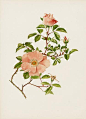 Ellen Wilmott Rose Prints Genus Rosa 1914