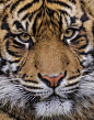 Sumatran Tiger Close Up W0700 Photograph by Wes and Dotty Weber