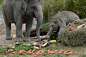 Elephants Birthday Surprise