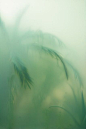 (54) Pinterest
