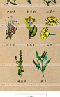 手绘草本药物中药线稿插图植物化妆品面膜EPS矢量包装设计素材