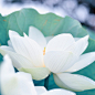 kartobot:
“ White Lotus by hidesax on Flickr.
”