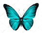 蓝色的蝴蝶，在白色背景上孤立