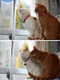 猫叔：“茶仔~你看上面~好多雾气ω” 茶仔：“我在看你。”亲... 猫叔：“呃...。”