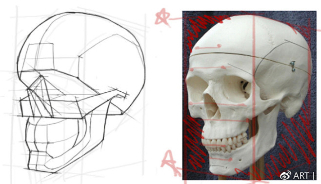 头骨的基本结构与概括