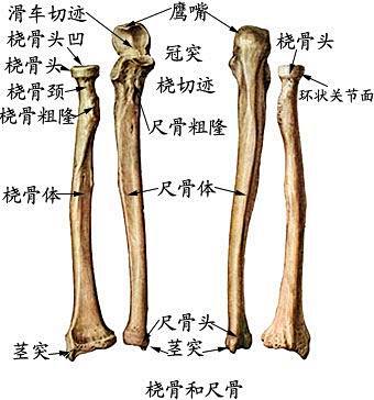 尺骨、桡骨解剖图.jpg