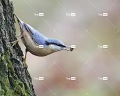 鸟 自由背景 欧亚五子雀 Windows壁纸 美丽的壁纸 壁纸4K