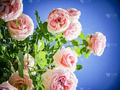 玫瑰公园,天空,贺卡,枝繁叶茂,光,明亮,白色,彩色图片,清新