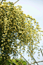 黄木香
常绿藤本
春末4~5月开花
喜阳光充足、湿润的环境，耐半阴，亦耐旱。生长期充分浇水，立支架以利其攀援生长，注意整形修剪。耐寒性稍差。