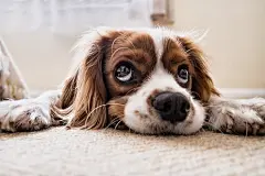 可卡犬, 小狗, 宠物, 犬类, 狗, 动物, 说谎, 眼睛, 毛皮, 鼻子