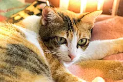 可爱的猫在房子的草坪上玩耍。使用壁纸或背景'nfor动物图像。