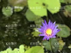 花 花朵  - 源文件下载【酷图网】花,花朵,花背景,花海报,花艺,鲜花海报,花壁纸,花意境,五彩斑斓,五颜六色,绣球花,菊花,牡丹花,郁金香,玫瑰,月季,向日葵,兰花