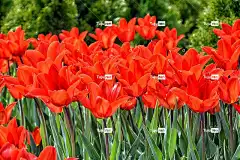 郁金香 全高清壁纸 红色 宏观 酷背景 鲜明的色彩 自然 特写