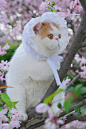 #春分#
春暖花开
莫负春光莫负小猫咪
#拍过最有春天感的照片# ​​​​
