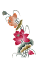 荷花 (22)