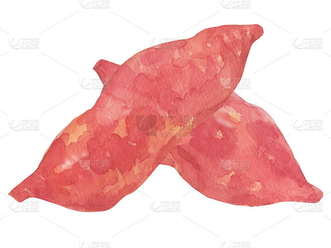 红薯水彩画